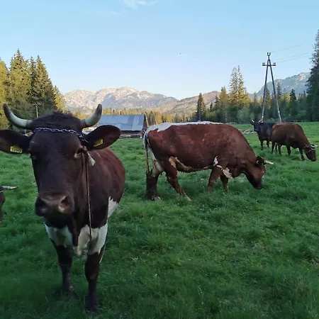 Drewniany Szafran Dom wakacyjny Witów